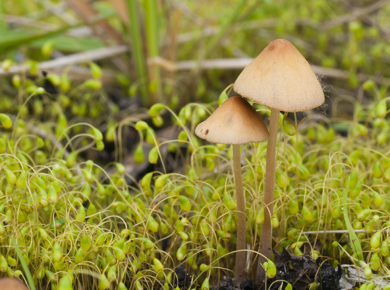 Conocybe semiglobata